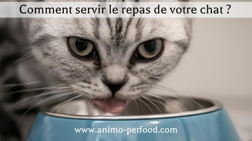  servir le repas de votre chat